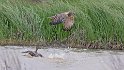 Cape Shoveler and March Harrier fight